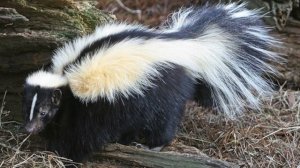 Удивительные соседи. Скунс