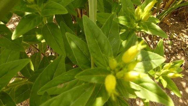 Декоративный злак- спартина. смотреть онлайн