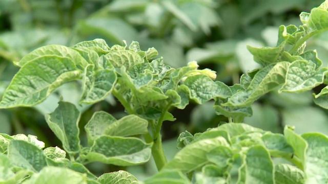 20190706 КОНСУЛЬТАНТ САДОВОДА смотреть онлайн