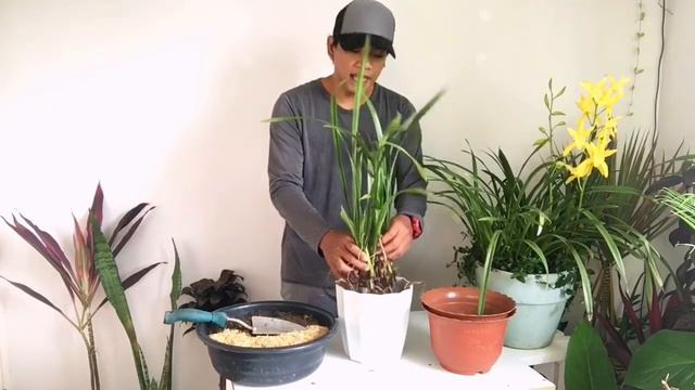 HOW TO PROPAGATE CYMBIDIUM GOLDEN ELF | PlantPiece Ep.01