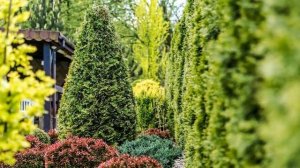 Как Выбрать Саженцы Туи и Где Лучше Посадить?