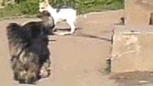 Собаки дерутся