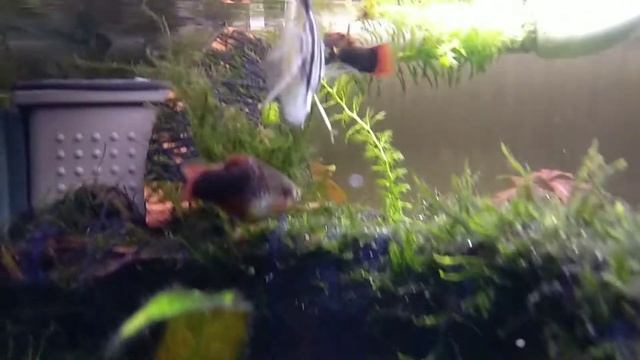 #Скалярия вуалевая смотреть онлайн