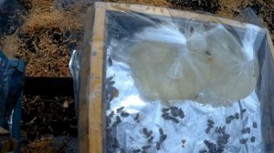 Подкормка пчел сиропом ранней весной.