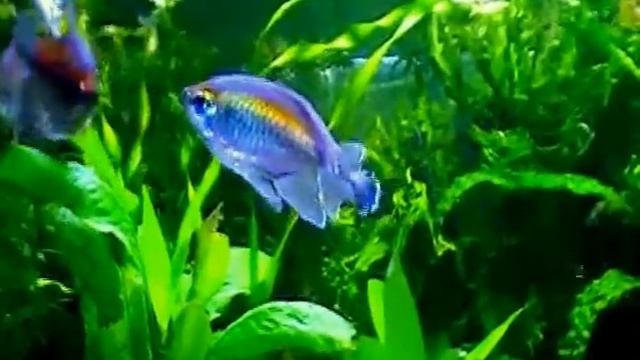 #Aquarium. Нерест тетры-конго. смотреть онлайн