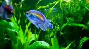 #Aquarium. Нерест тетры-конго.