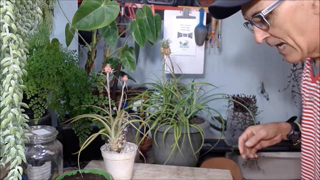 Como plantar o abacaxi ornamental (Ananas bracteatus), em sua casa. смотреть онлайн