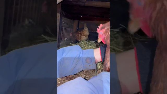 Вычислили курице, которая клевала яйца 🥚 смотреть онлайн