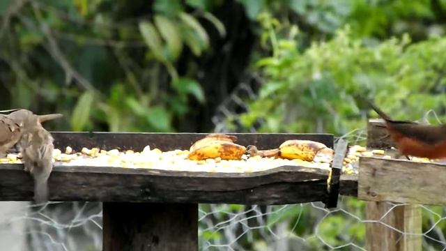 Fujifilm Finepix S3200 Video Test смотреть онлайн