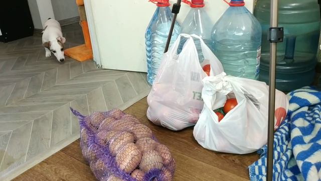 Щенок Джек Рассел Альма боится картошки) смотреть онлайн