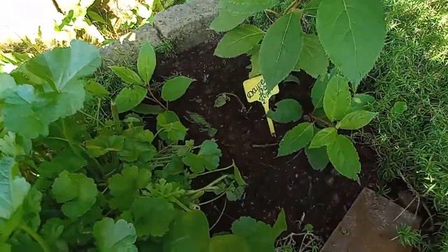 ОБЗОР МОЛОДЫХ ГОРТЕНЗИЙ,ПОСАЖЕННЫХ В ЭТОМ СЕЗОНЕ. смотреть онлайн