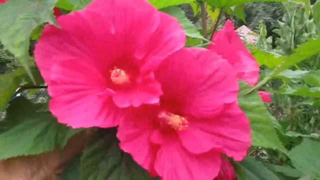 02 06 20г Саженцы гибискуса травянистого «Катерина» смотреть онлайн