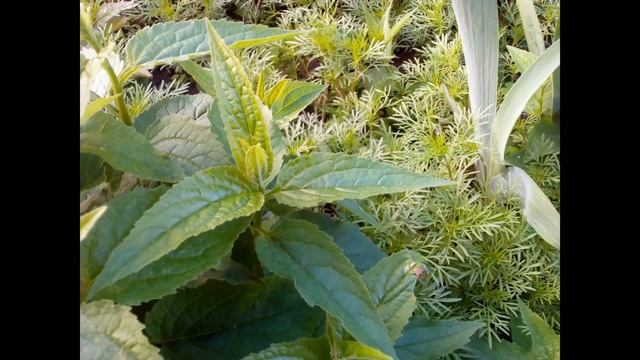 ТЕСТ: Фото и видео с камеры смартфона видео Blackview A5 смотреть онлайн