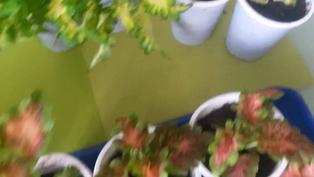 CAREFREE MIX COLEUS  (КЕАФРИ МИКС КОЛЕУС)