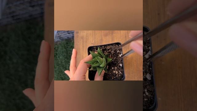 Haworthia Limifolia. Succulent.