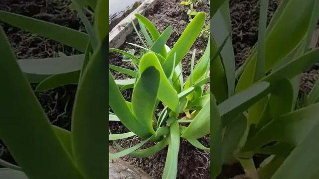 Первая весенняя зелень в огороде. Очень вкусный и полезный многолетний лук-слизун #shorts #огород смотреть онлайн