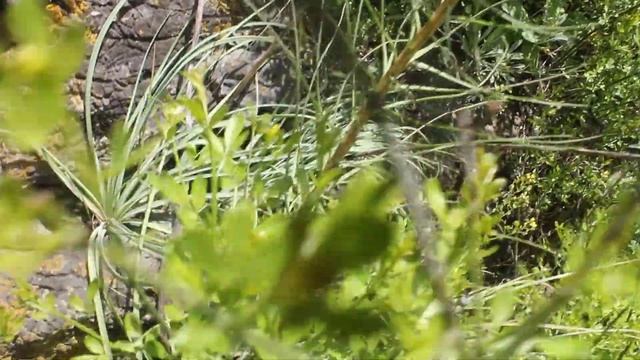 Asphodeline lutea смотреть онлайн