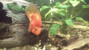 Астронотус и красный попугай: кто кого?