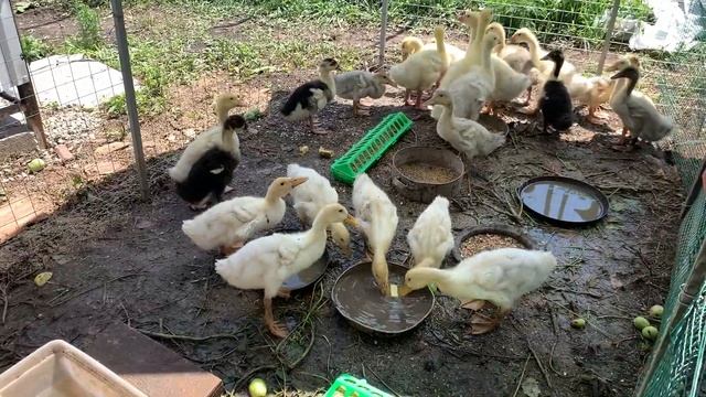 #6 ЖИЗНЬ В ДЕРЕВНЕ / Строим домик для утят, у нас снова пополнение! смотреть онлайн