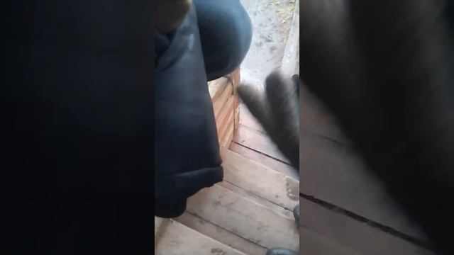 Как мы поймали летучую мышь??? смотреть онлайн