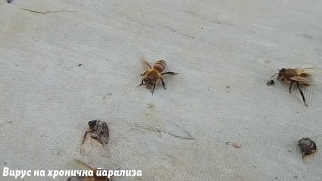 Вирус на хронична парализа смотреть онлайн