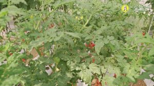 МЯСИСТЫЙ ТОМАТ из Америки – Десперадо Dwarf Desperado