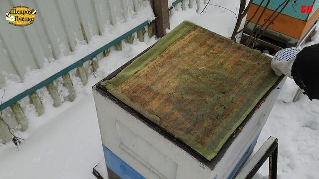 пчеловодство. вынужденная дача канди смотреть онлайн