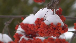 Возрождение юной девичьей души