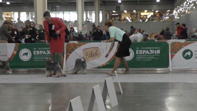 Цвергшнауцер перец с солью К Промежуток/ Miniature Schnauzer S/p Male Intermediate Class