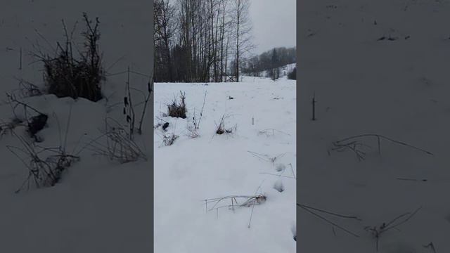 волки съели бобра смотреть онлайн