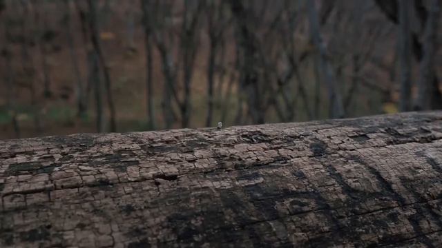 Из города в лес смотреть онлайн