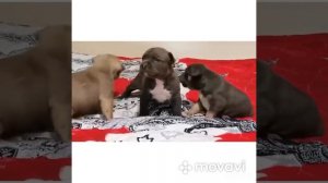 Американский булли Xl / стандарт