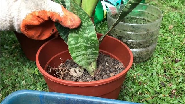 SNAKE PLANT PROPAGATION | Sansevieria hyacinthoides смотреть онлайн