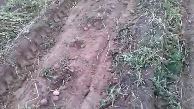 Урожай картошки на огороде, что повреждался заморозком. смотреть онлайн