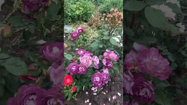 «Необыкновенный окрас»роза Хоровое Общество Хаддерсфилда, Hudderfield Choral Society