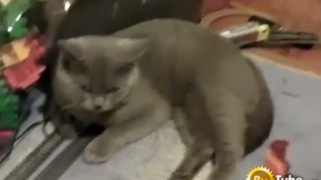 Кот пофигист смотреть онлайн