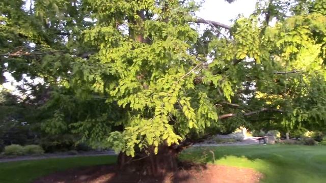 Metasequoia Glyptostroboides (Dawn Redwood) Late September 2017