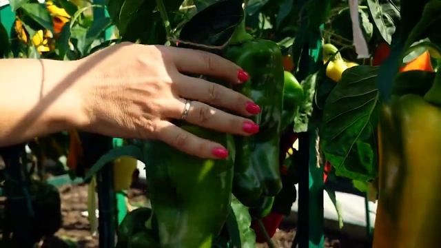 Сладкие перцы серии "Звезда Востока" СеДек. Обзор урожая по проекту "Перчинка сезона 2022" смотреть онлайн