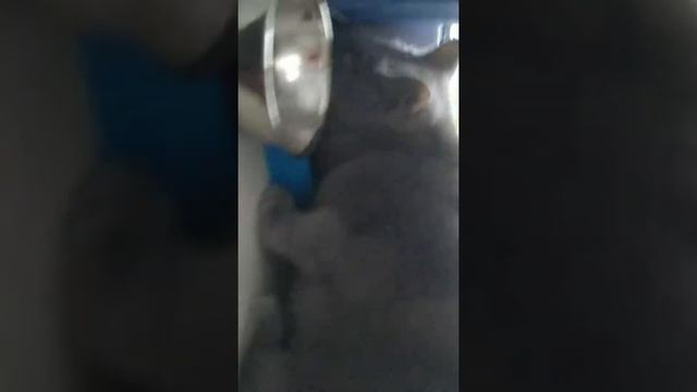 Как чистить рыбу смотреть онлайн