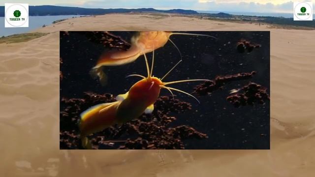 Travel To Namibia | Namibia History In Urdu, Hindi |Namibia road trip #Namibia fish river canyon смотреть онлайн
