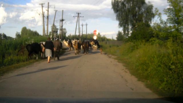 Коровы на дороге смотреть онлайн