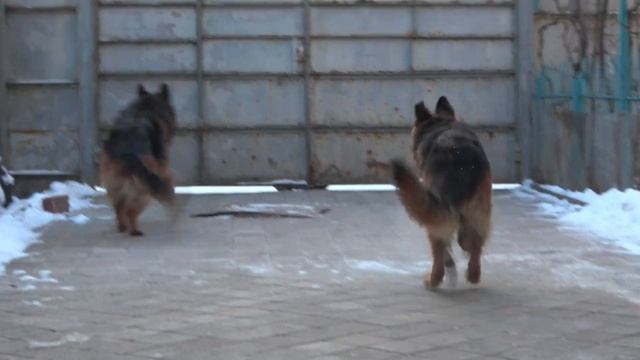 Красивые Длинношерстные НЕМЕЦКИЕ ОВЧАРКИ Дакар и Юта. Щенки от этой пары в марте 2021 года. смотреть онлайн