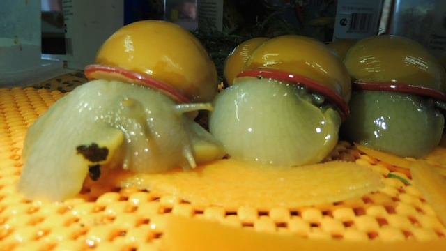 #УЛИТКИ МЕГАЛОБУЛИМУС ОБЛОНГУС#МЕГАЛОБУЛИМУС#ПИТОМНИКМАРИМИСТИК#куплюулитокпродаю#АФРИКАНСКИЕУЛИТКИ смотреть онлайн