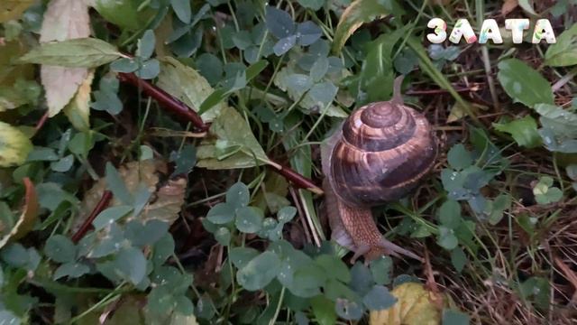 Зоопарк во дворе | улиточная ферма | спасаем улиток #zlata #зоопарк #улитки #улиточнаяферма смотреть онлайн