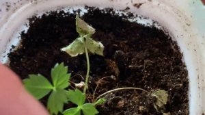 ПОЧЕМУ ПОГИБАЕТ РАССАДА ЗЕМЛЯНИКИ?