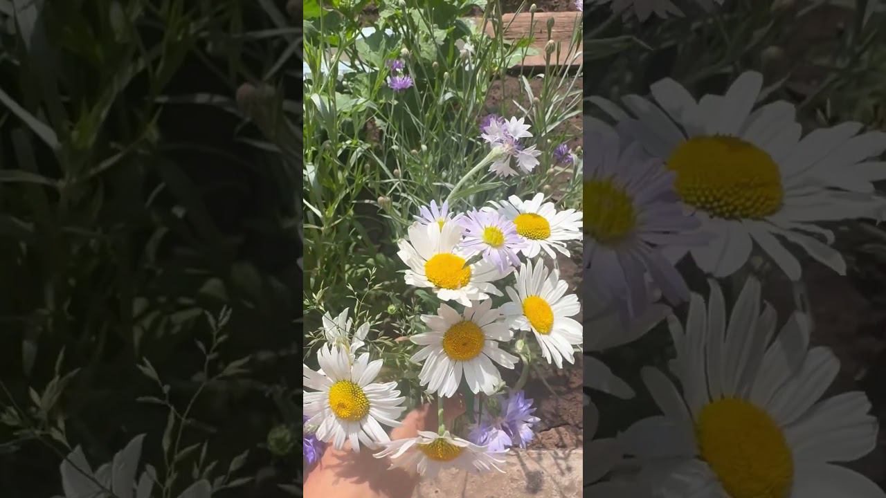 Лето ☀️ #лето #море #каникулы #природы #цветы #студентмедик #медицинский #жизнь