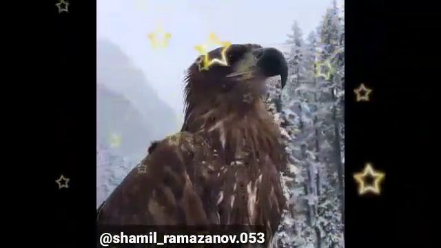 шейх мухаммад гига смотреть онлайн