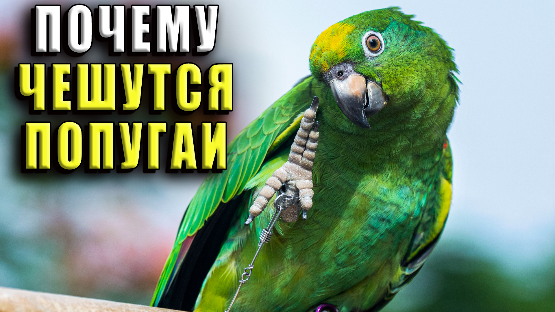 Почему чешутся попугаи смотреть онлайн