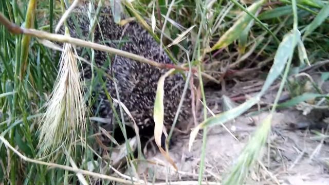 Страшное животное. Как шипит ёжик) смотреть онлайн