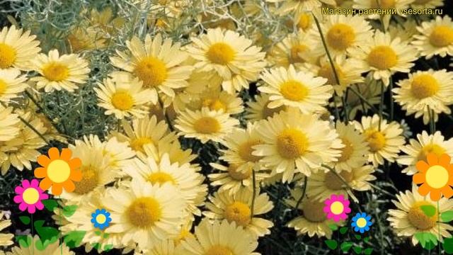 Пупавка гибридная Е.С.Бакстон. Краткий обзор, описание anthemis hybrid e.c. buxton E.C Buxton смотреть онлайн